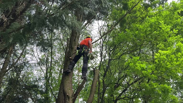 Best Leaf Removal  in Williamson, WV